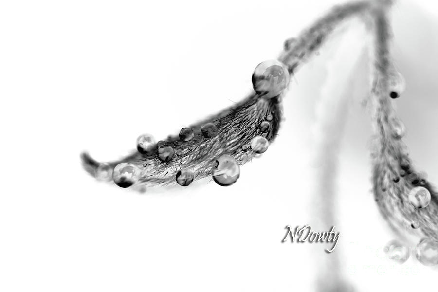 Clematis Bud with Rain Drops Photograph by Natalie Dowty