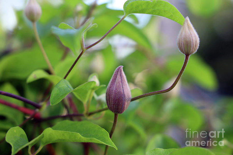 Clematis Buds 1569 Photograph by Jack Schultz