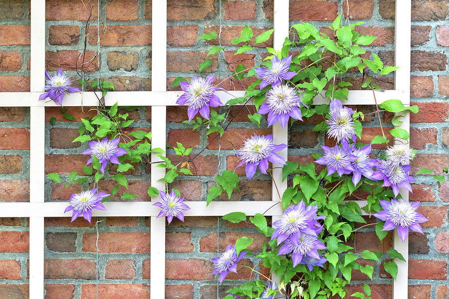Clematis Climber Photograph by Patty Colabuono