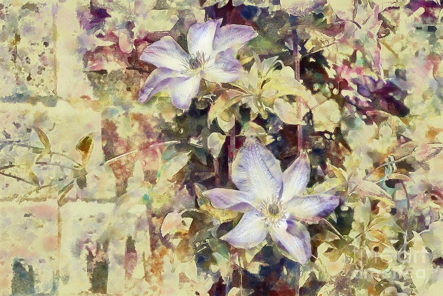 Clematis clinging to wall Digital Art by Fran Woods