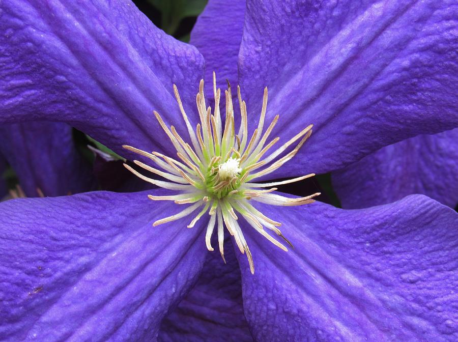 Clematis Closeup Photograph by Lynne Miller - Fine Art America