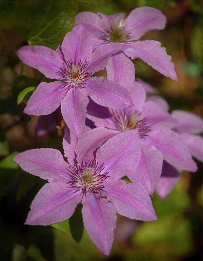 Clematis Cluster Photograph by Teresa Wilson