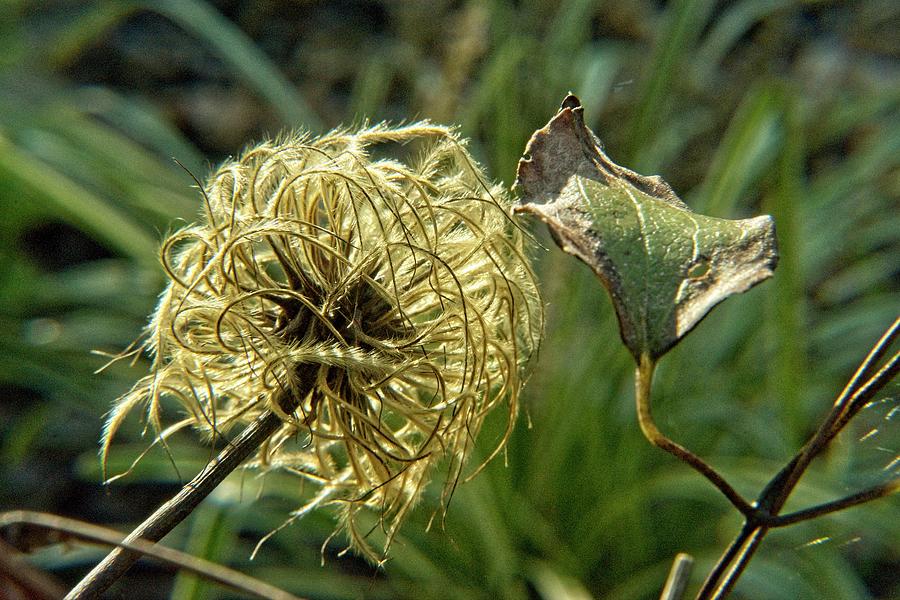 Clematis Dried Seed Head 5 Photograph by Douglas Barnett