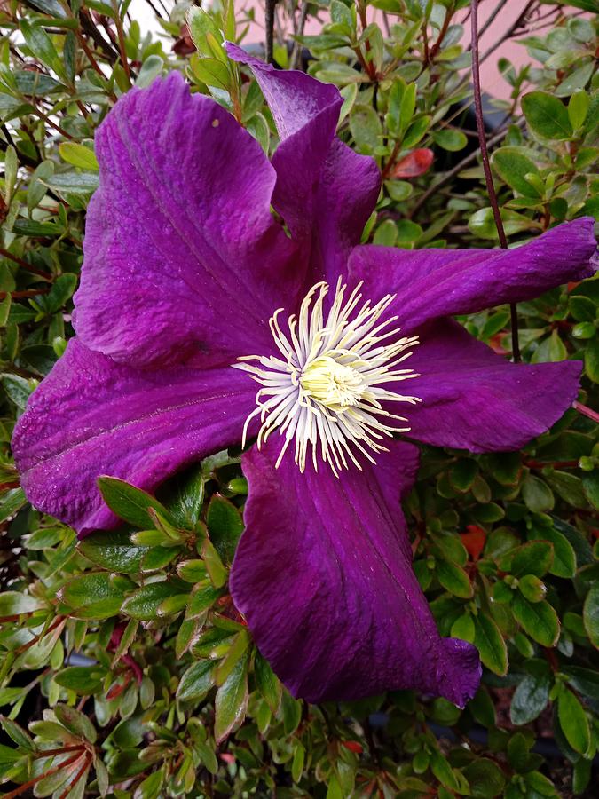 Clematis. End of June. Photograph by Elena Perelman