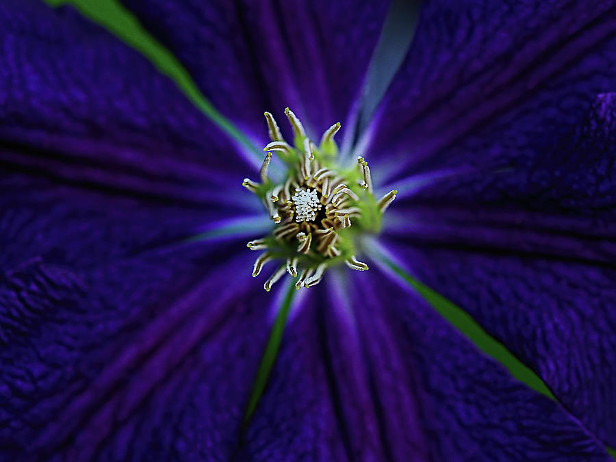 Clematis Floral Heart Photograph by William Jobes