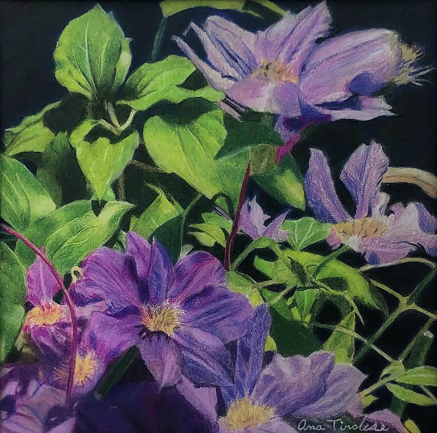Clematis, Flores no Quintal Drawing by Ana Tirolese