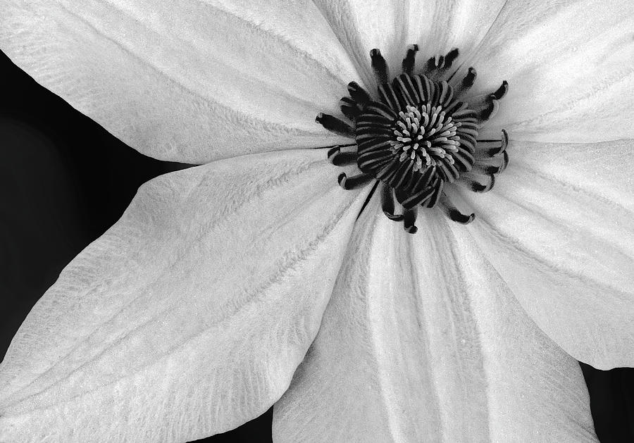 Clematis Flower BW Photograph by Susan Candelario