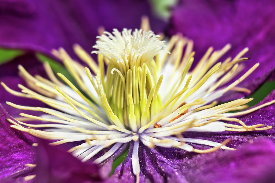 Clematis flower close up Photograph by MPhotographer