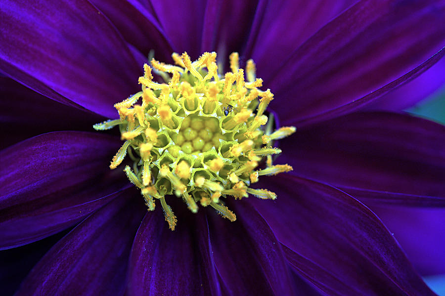 Clematis Flower Macro Photograph