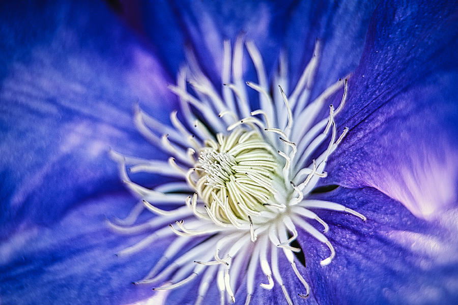 Clematis Flower Photograph by Stuart Litoff