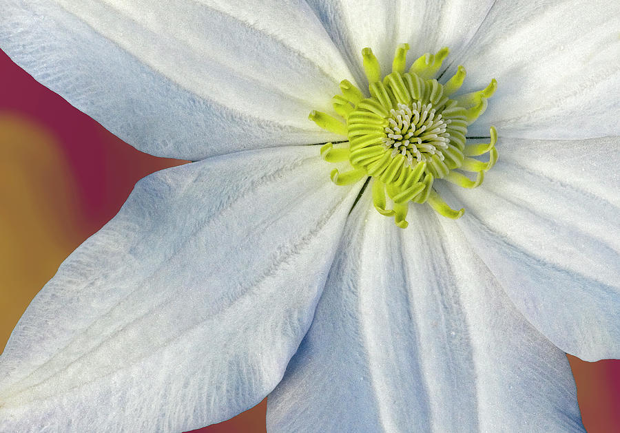 Clematis Flower Photograph by Susan Candelario