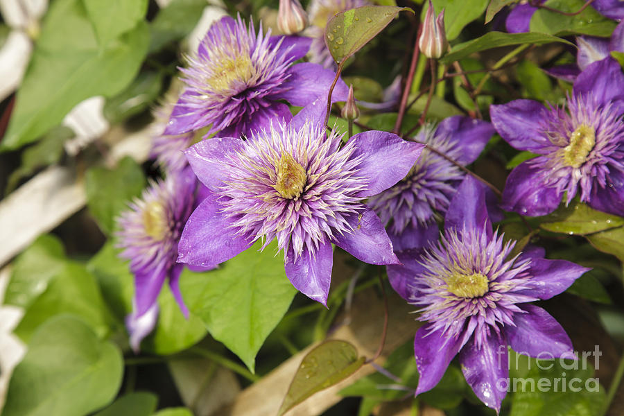 Nature Photograph - Clematis flowers - New England by Erin Paul Donovan
