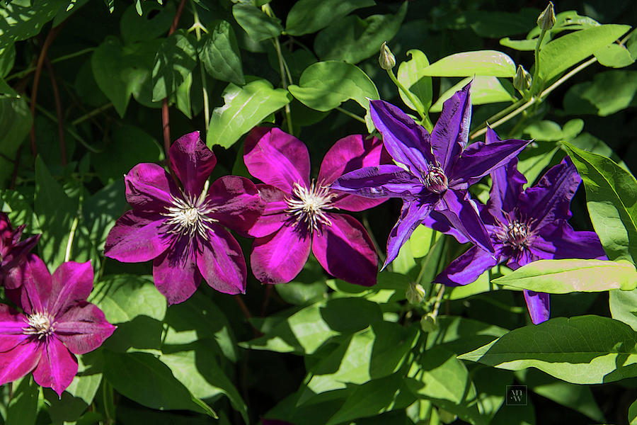 Clematis Flowers Photograph by Yvonne Wright