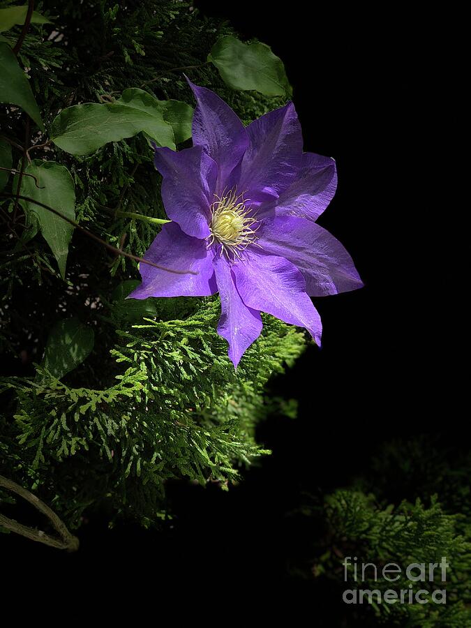 Clematis In Chiaroscuro Photograph