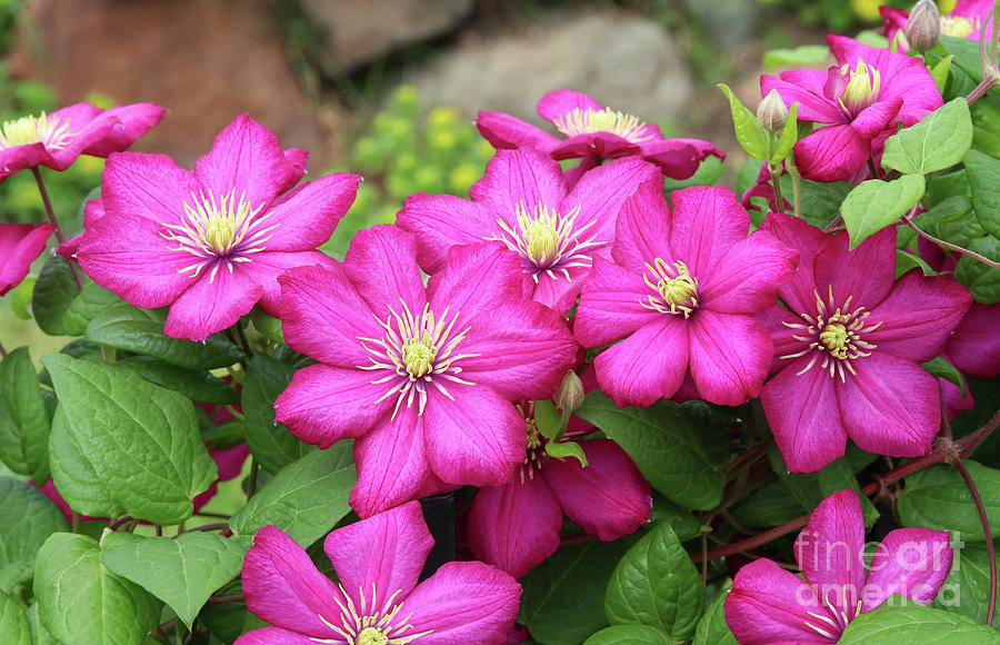Clematis in the Garden  Photograph by Steve Augustin