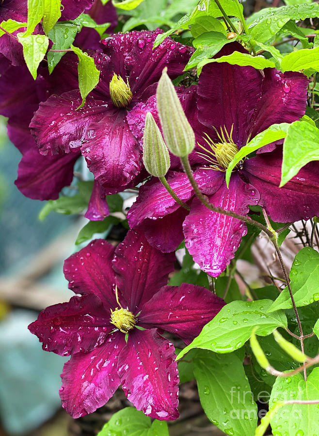 Clematis In The Rain Photograph