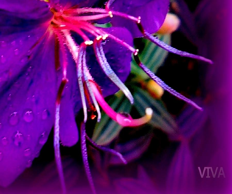 Clematis  Intimacy Photograph by VIVA Anderson