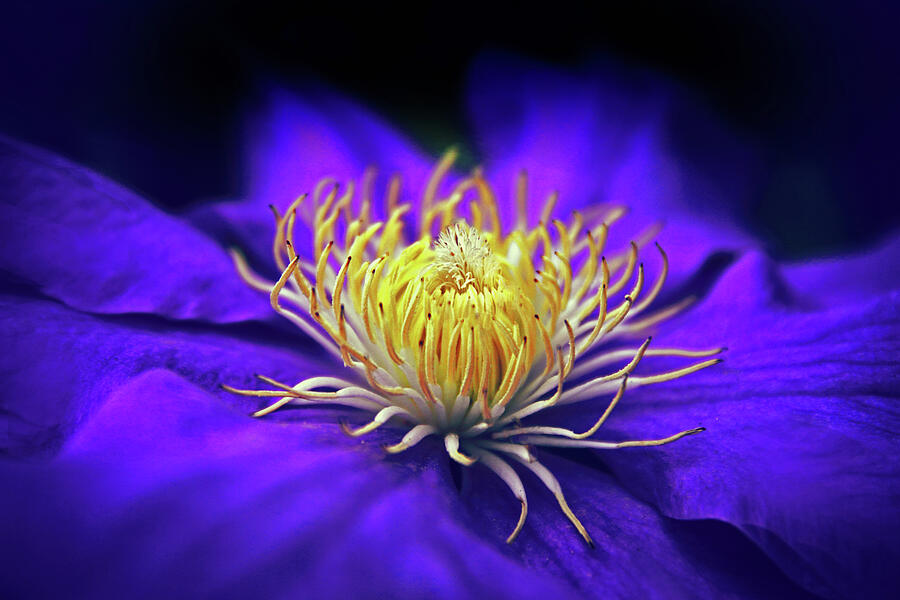 Clematis Photograph by Jessica Jenney