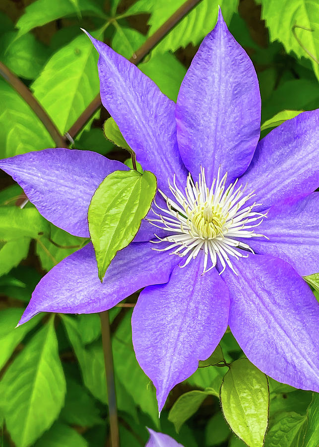 Clematis Photograph by Jon Woodhams