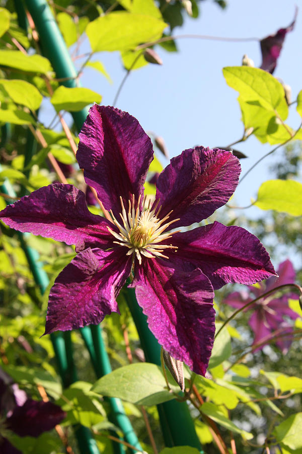 Clematis Photograph by Kacharava