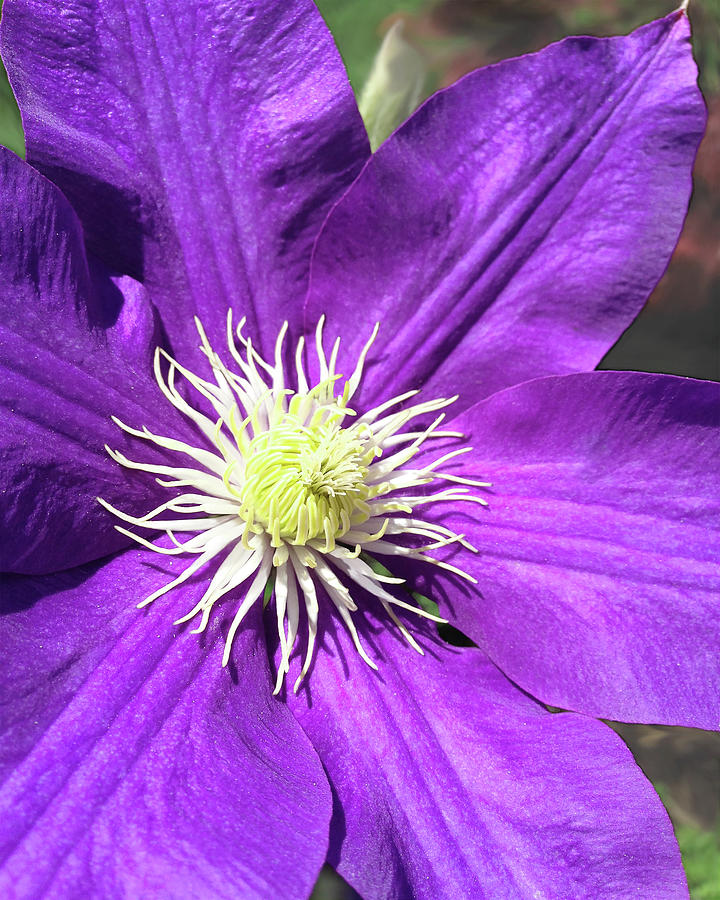 Clematis Photograph by Laura Blumenstiel - Fine Art America