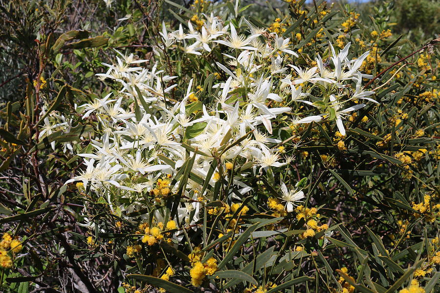 Clematis Linearifolia Photograph