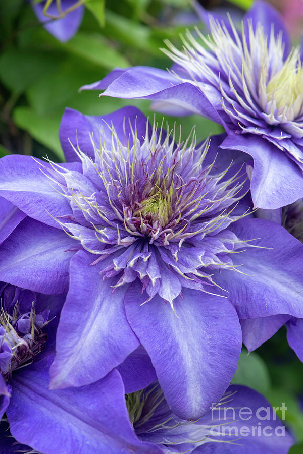 Clematis Multi Blue Flowers Photograph by Tim Gainey