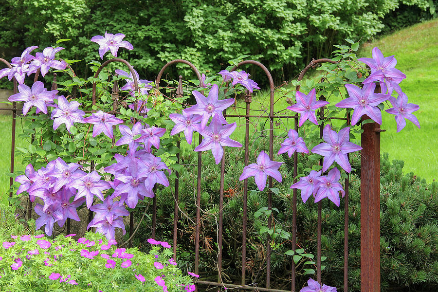 Clematis on a Fence Photograph by Robert Carter