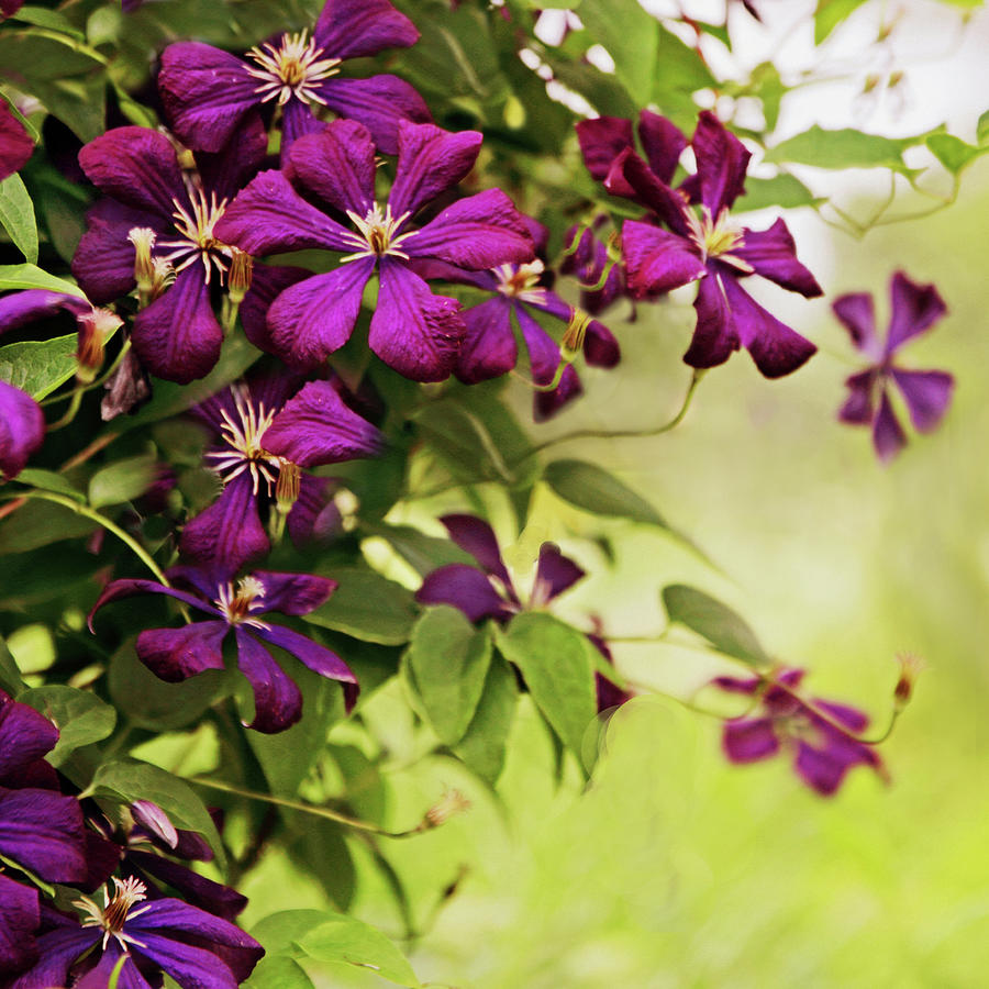 Clematis on the Vine Photograph by Jessica Jenney