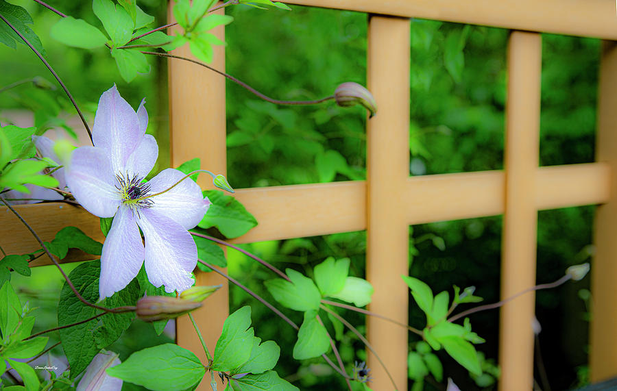 Clematis on Trellis Photograph by Diane Lindon Coy