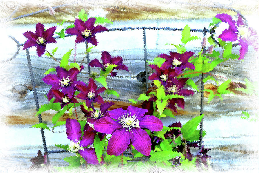 Clematis on Wire Trellis Photograph by Kae Cheatham