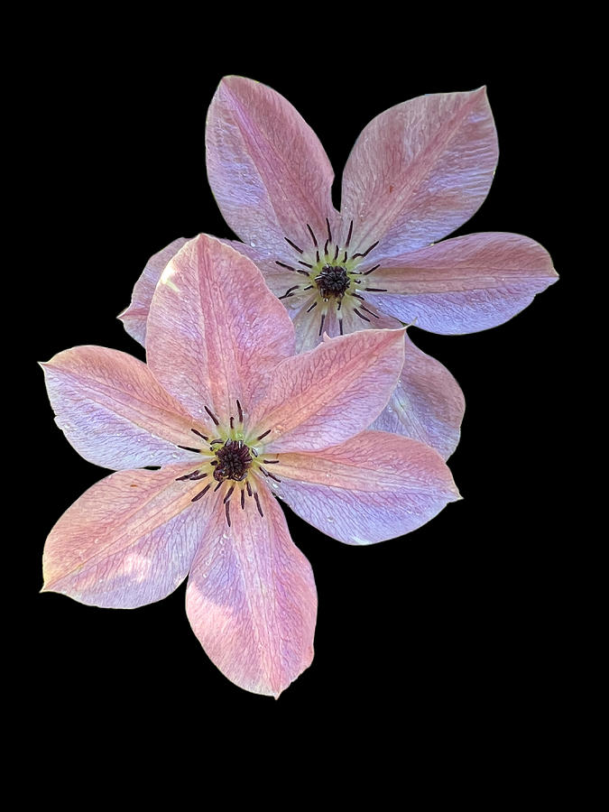 Clematis Pair Photograph by Diane Lindon Coy