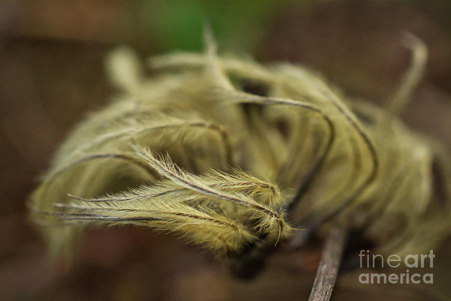 Clematis seed heads Photograph by Iris Richardson