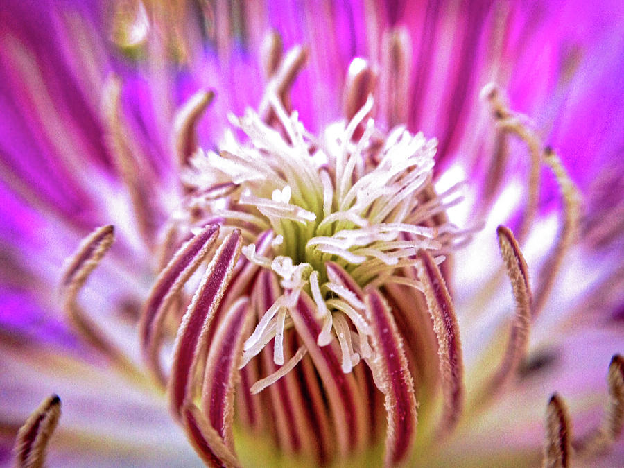 Clematis so Pink Photograph by Susan Maxwell Schmidt