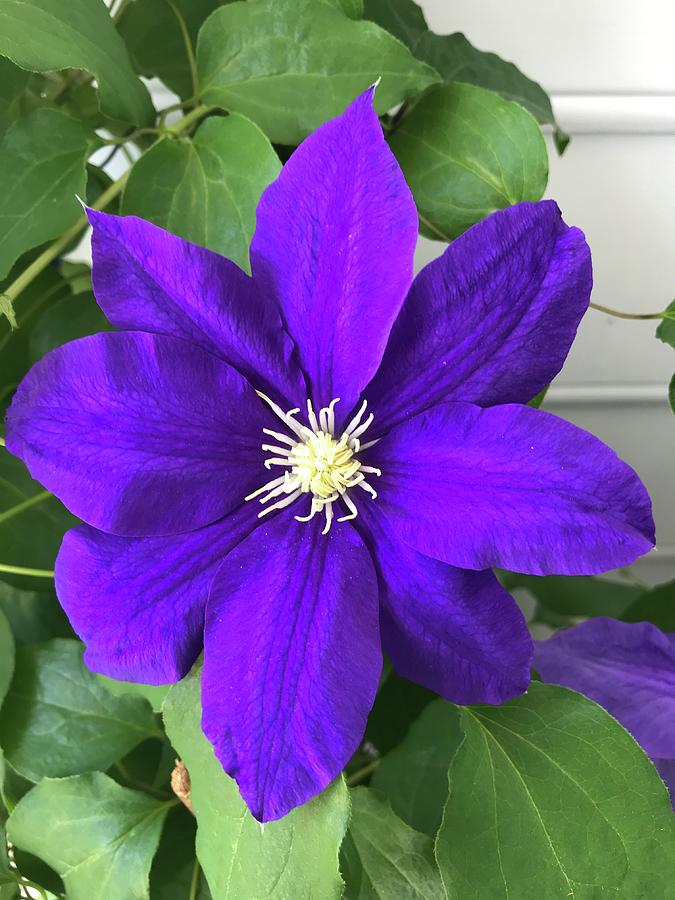 Clematis Photograph by Stephen Dorton