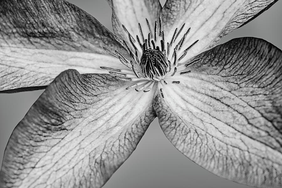 Clematis Up close BW Photograph by Susan Candelario