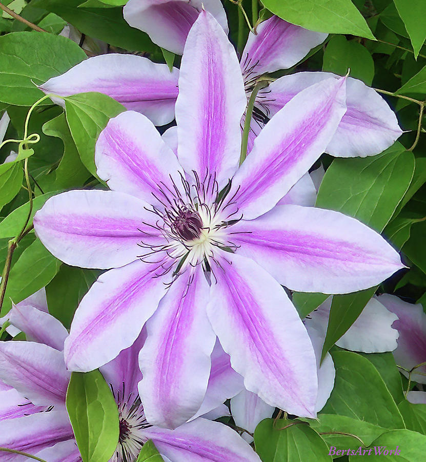 Clematis Up Close Photograph by Roberta Byram