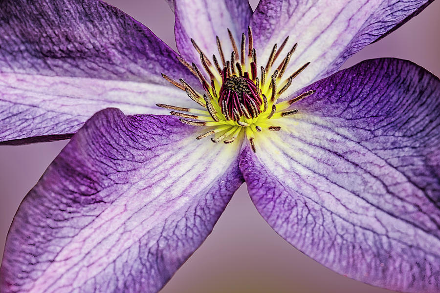 Clematis Up close Photograph by Susan Candelario