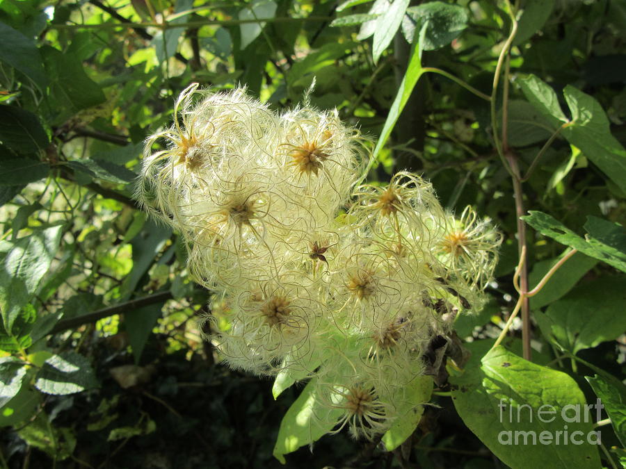 Clematis vitalba - Wild Clematis Photograph by Lesley Evered - Pixels