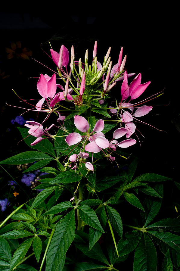 Flower Photograph - Cleome flower by Marcio Faustino Flower Photograph - Cleome flower by Marcio Faustino