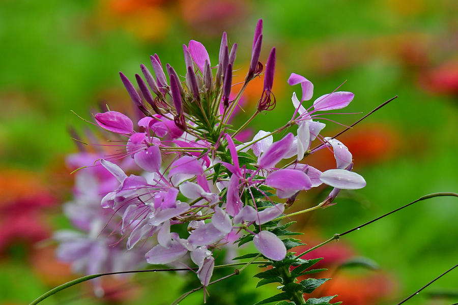 Cleome Photograph by Michael Peychich