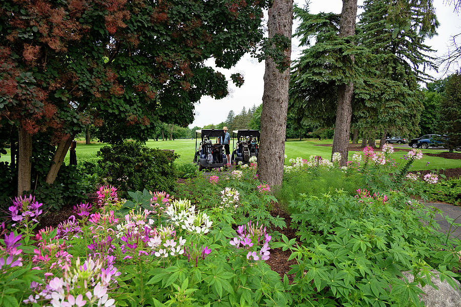 Cleome on the Course Photograph by Jill Love