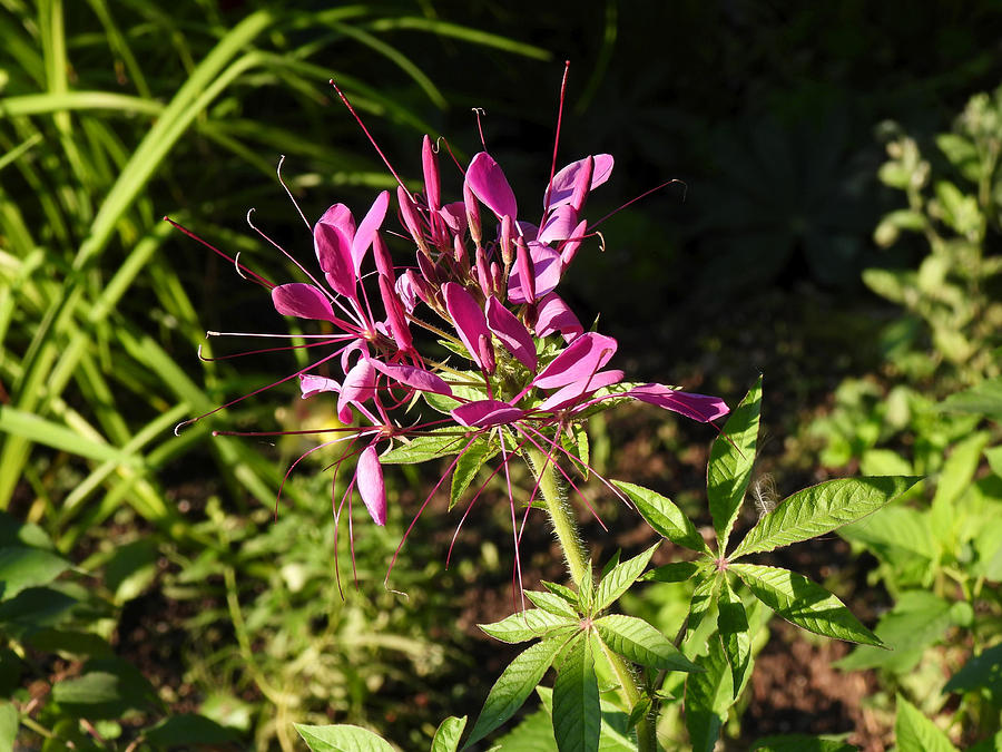 Cleome rose Photograph by Hatin Josee