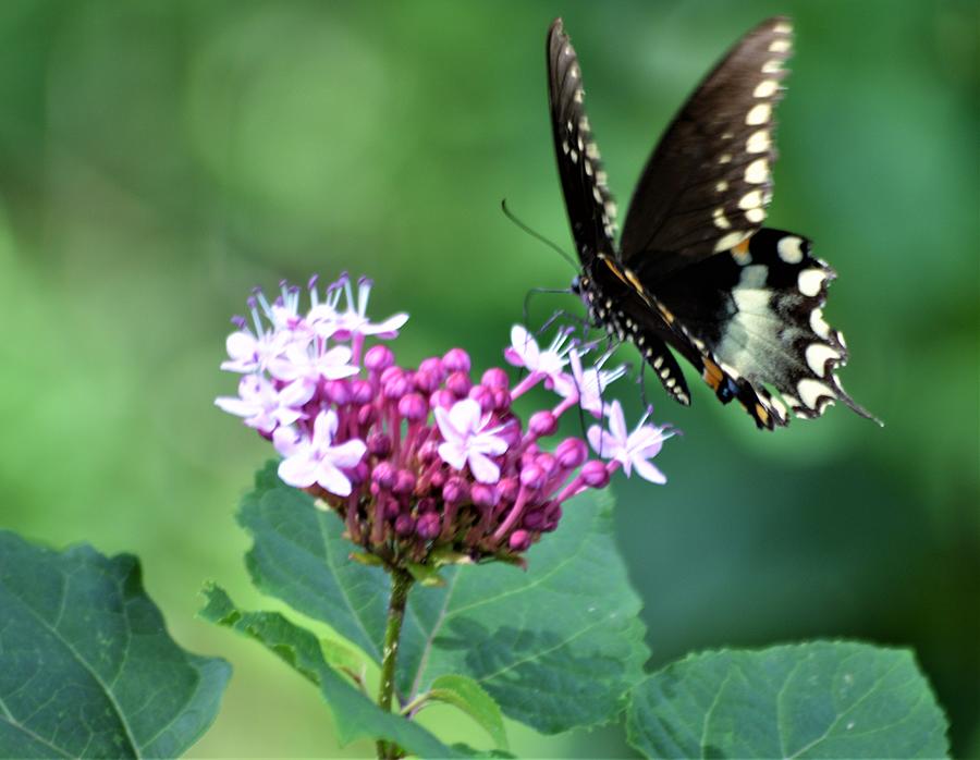 Clerodendron Flower and a Black Swallowtail Photograph by Warren Thompson