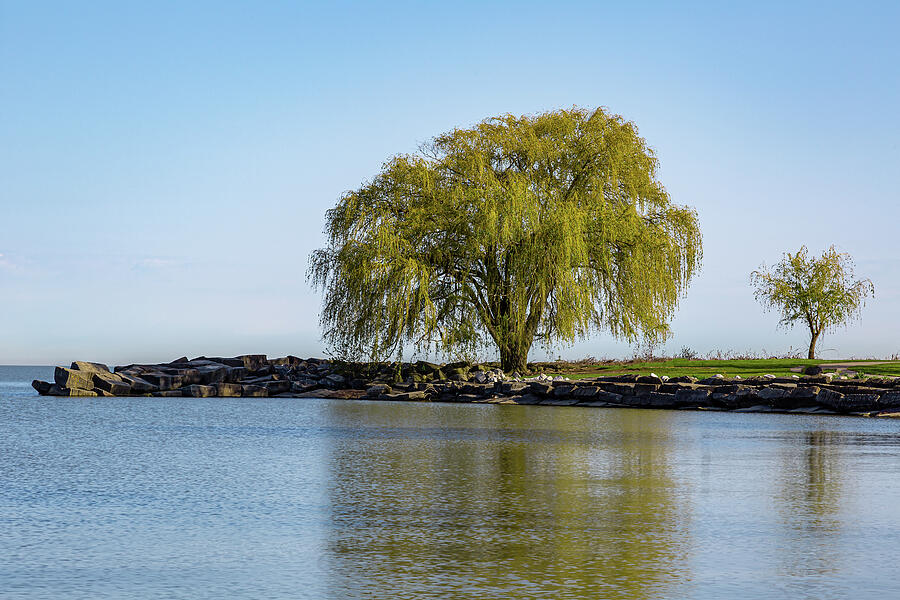 Cleveland Edgewater Park Willow Tree Photograph by Dale Kincaid