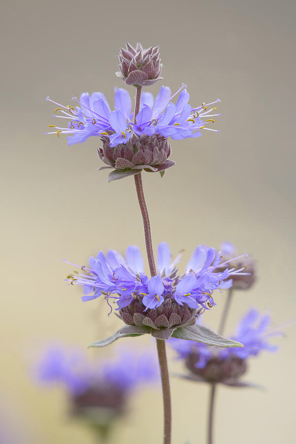 Cleveland Sage Flower Clusters Photograph by Alexander Kunz