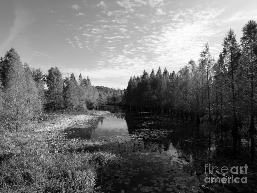 Cliff Stephens Park Wetland in Black and White Photograph by L Bosco