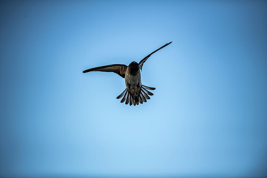 Cliff Swallow - Petrochelidon pyrrhonota Photograph by Amazing Action Photo Video