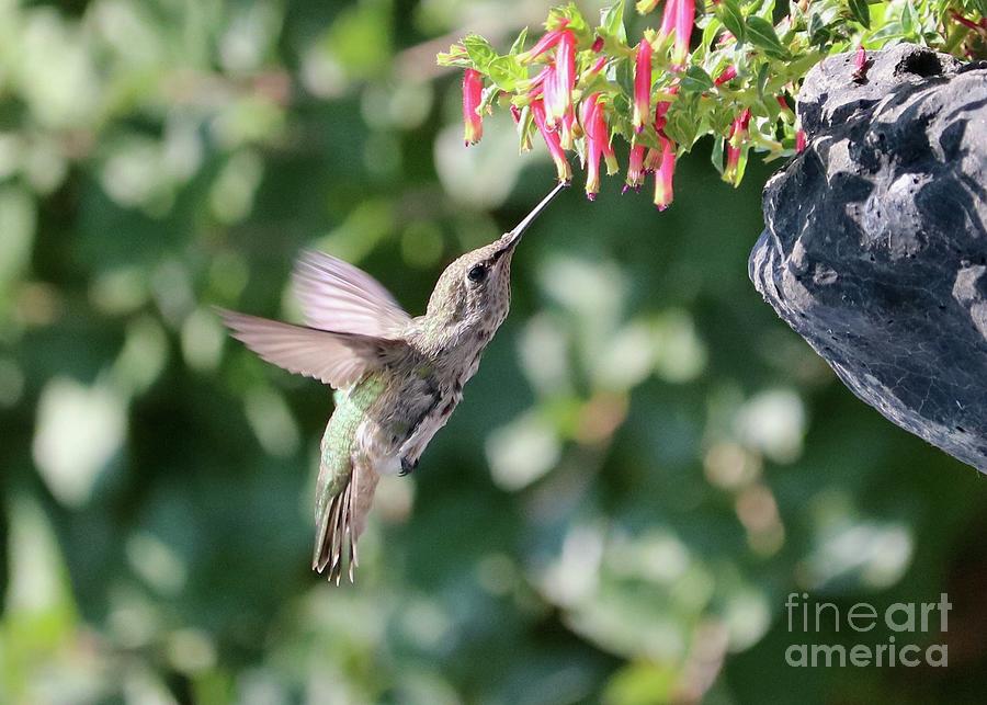 Cliffhanger Hummingbird Photograph by Carol Groenen