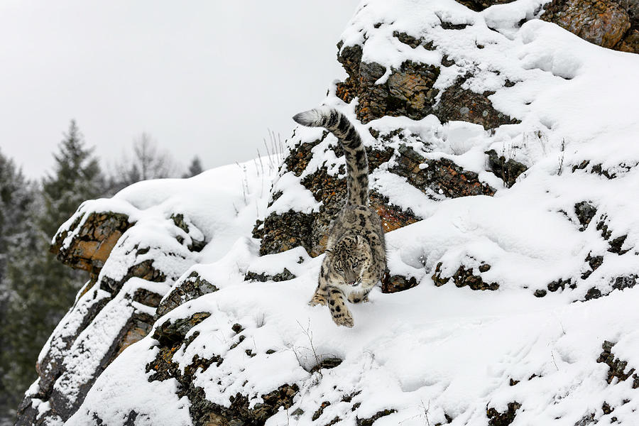 Cliffside Snow Leopard Photograph by Wes and Dotty Weber
